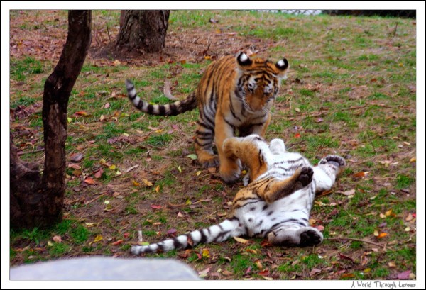 Siberian Tiger