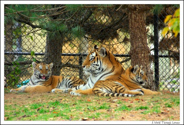 Siberian Tiger