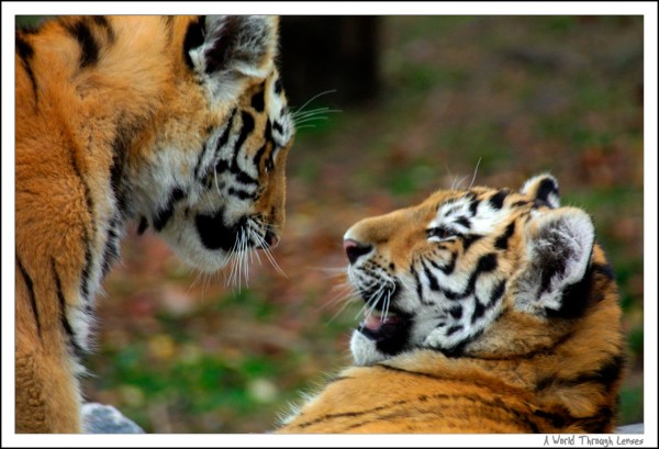 Siberian Tiger