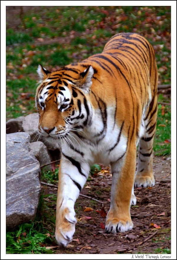 Siberian Tiger