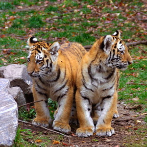 Sumatran+tiger+cubs