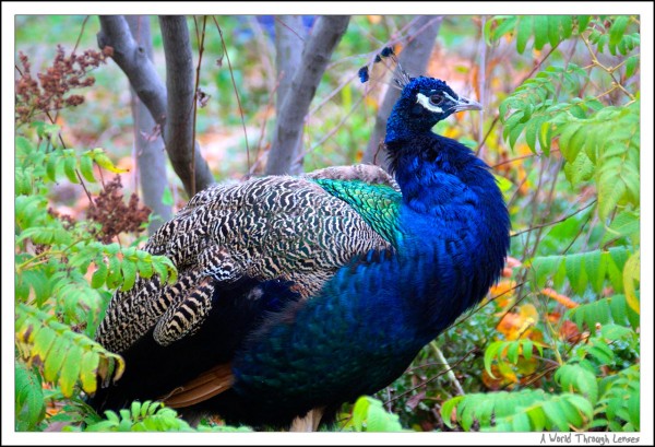 Peacock