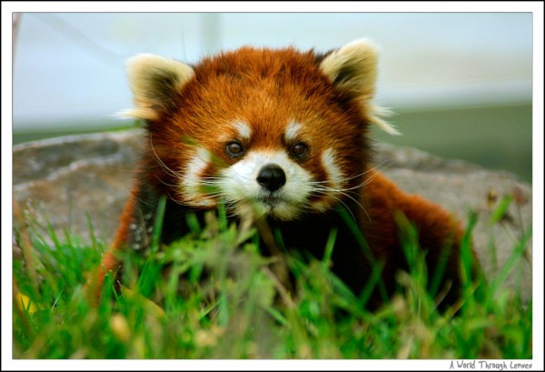 Red Panda