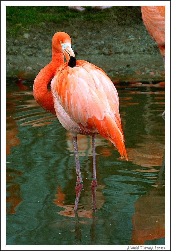 Flamingo