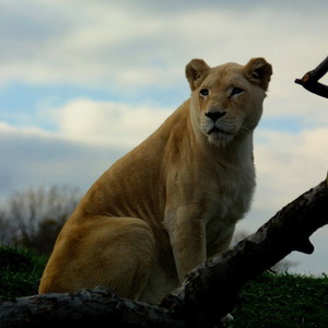 The great predators roundup