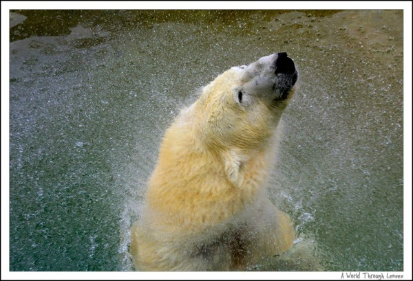 Polar Bear