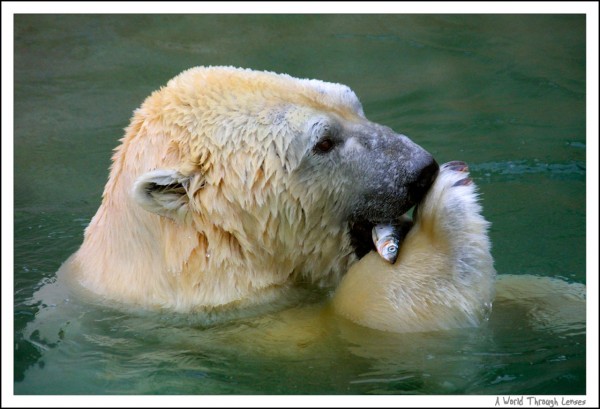 Polar Bear