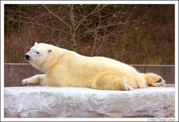 Polar Bear