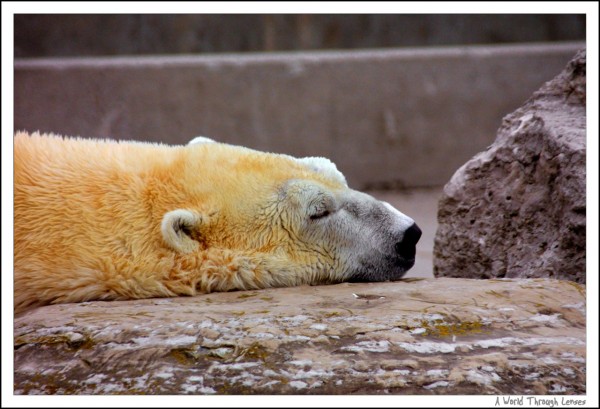 Polar Bear