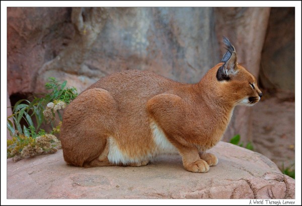 Caracal