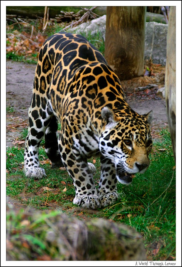 Jaguar