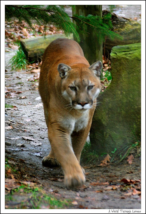 Cougar