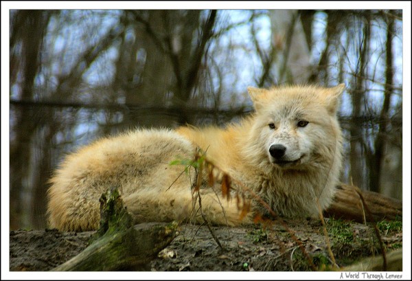 Arctic Wolf