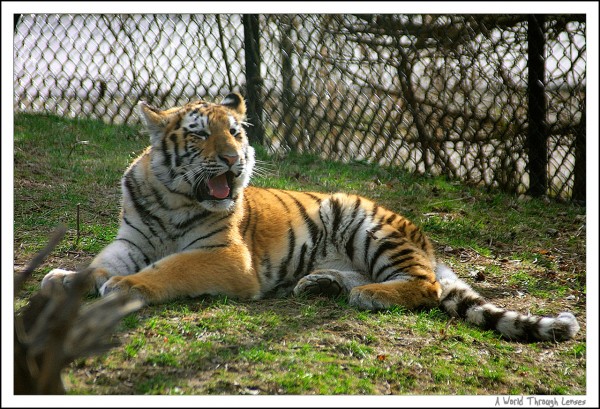 Siberian Tiger