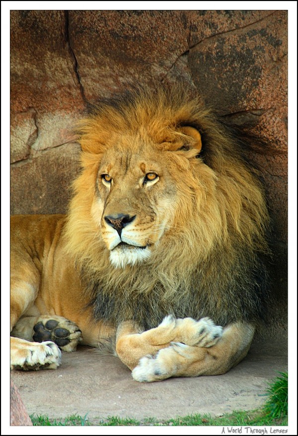 Lion