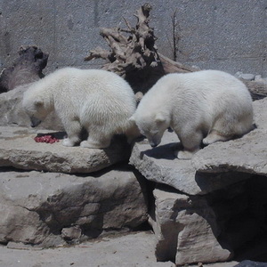 Polar bear cubs at the Toronto Zoo