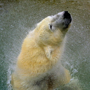 Adult polar bears at the Toronto Zoo