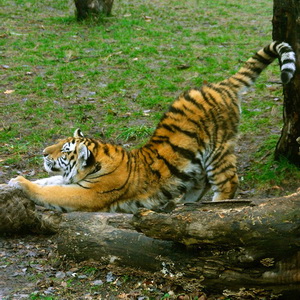 Siberian tiger cubs two months later