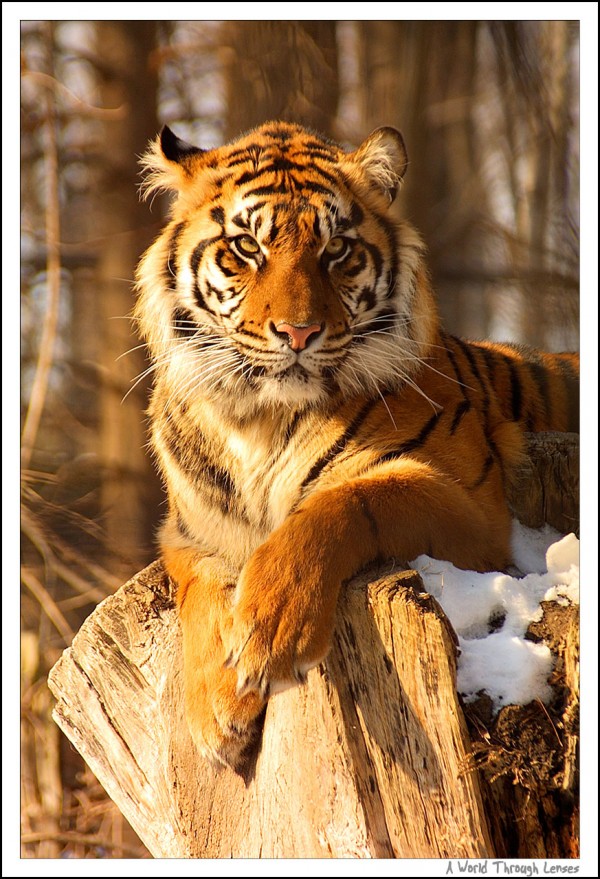 Sumatran Tiger