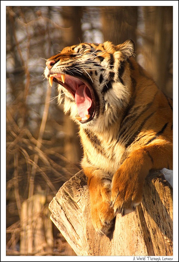 Sumatran Tiger