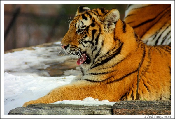 Siberian Tiger