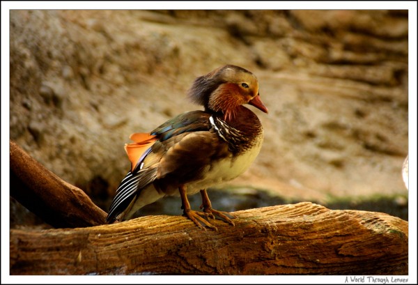 Mandarin Duck