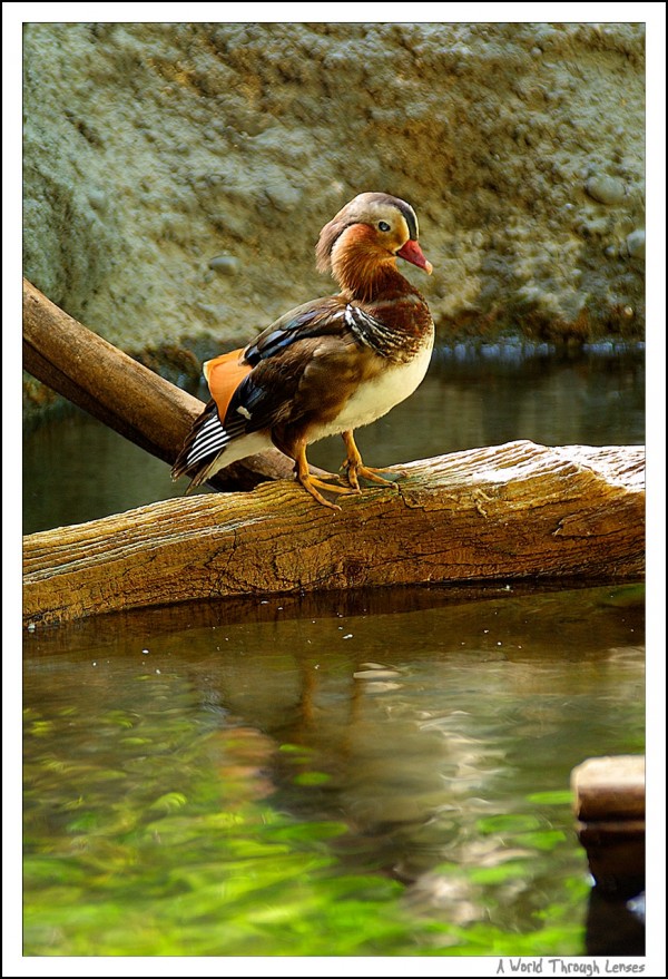 Mandarin Duck