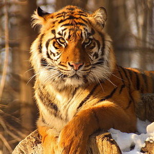 Winter in the zoo