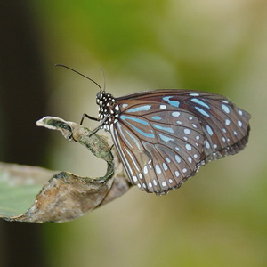 Summer butterflies