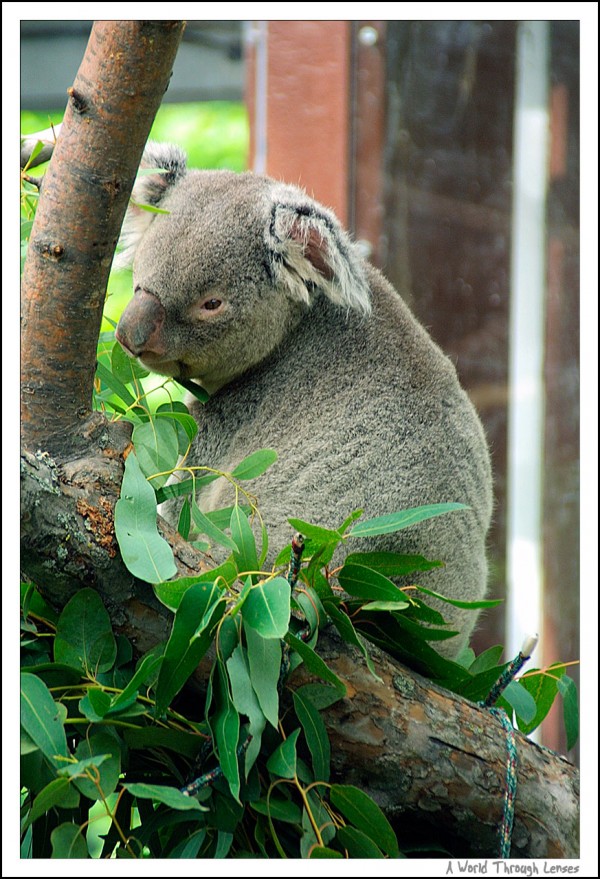 Koala