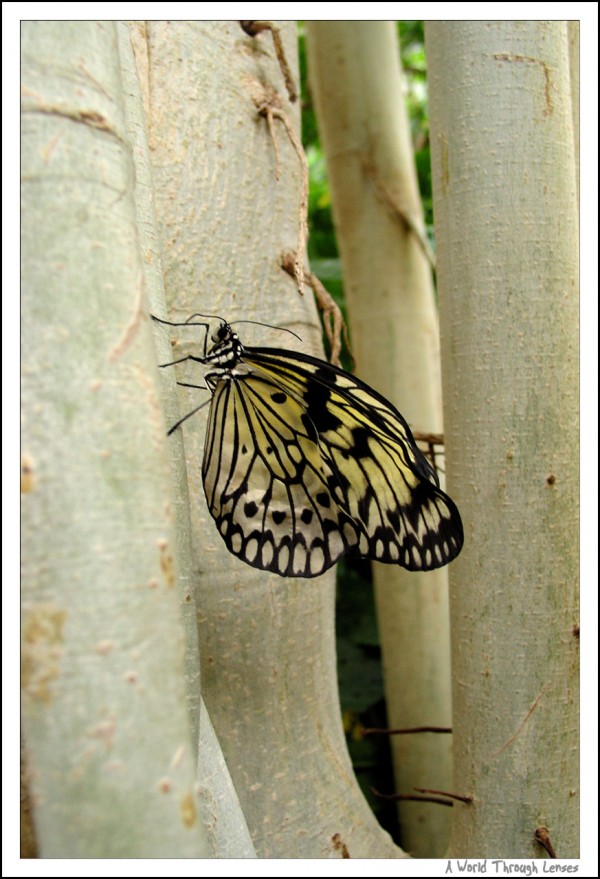 Rice Paper Butterfly 