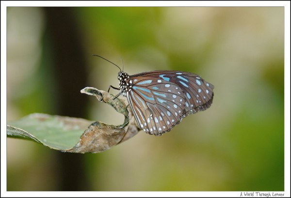 Small Wood Nymph 