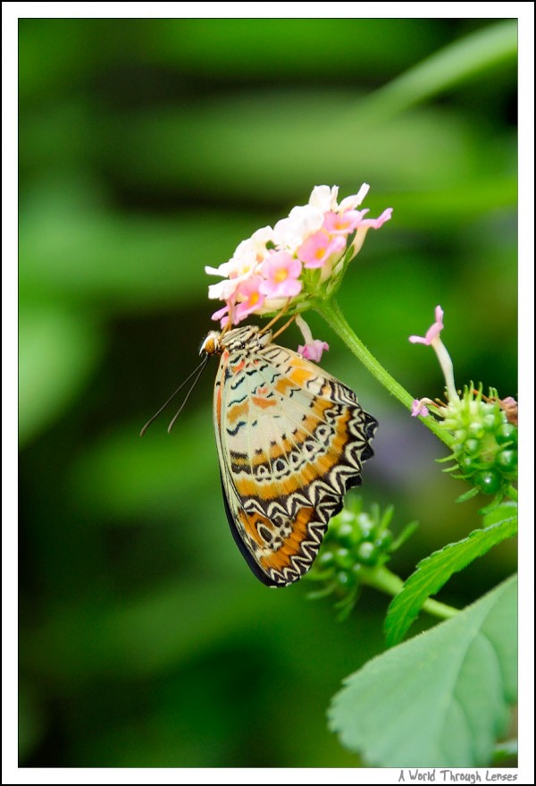 Common Tiger Butterfly 