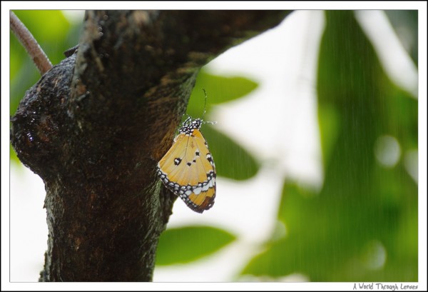 Great Orange Tip Butterfly 