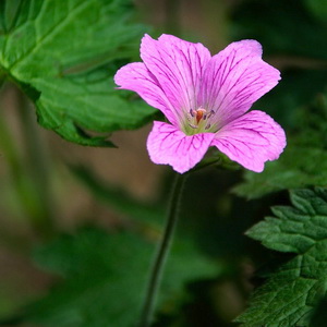 Edwards Garden floral photo