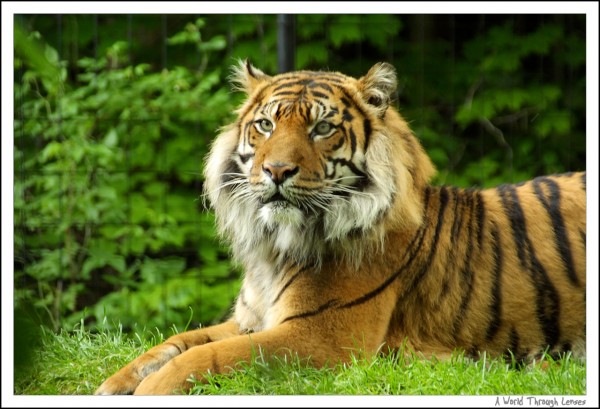 Sumatran Tiger