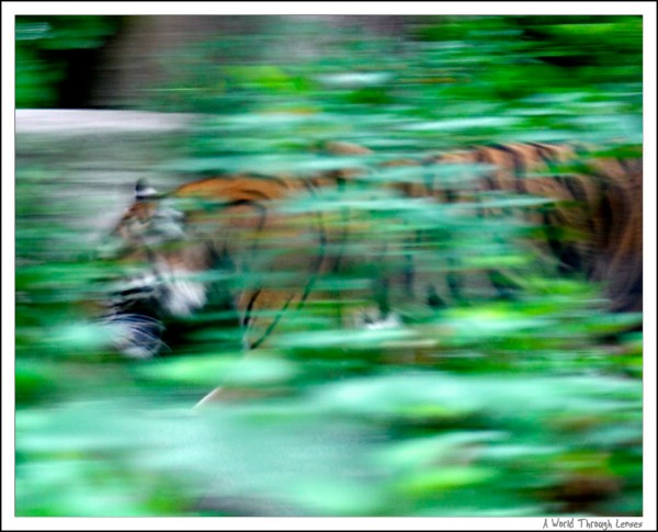 Sumatran Tiger