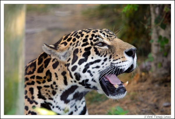 Jaguar