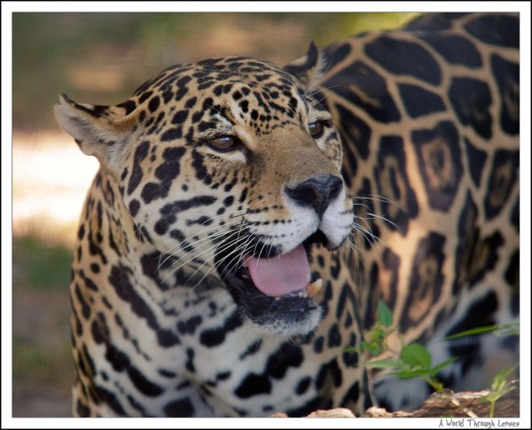 Jaguar