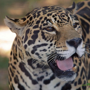 Collection of big cats