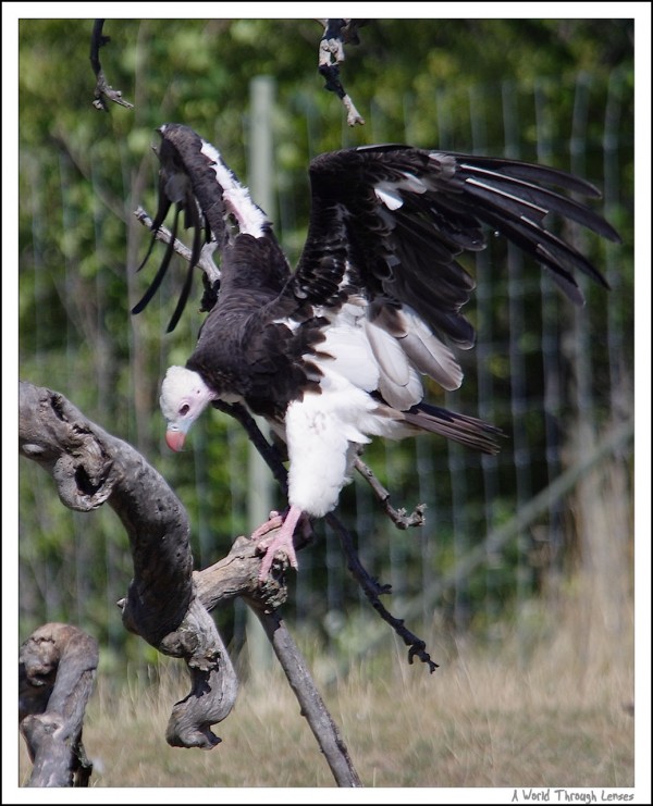 White-headed Vulture 