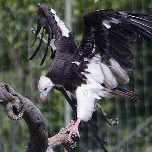 Zoo birds