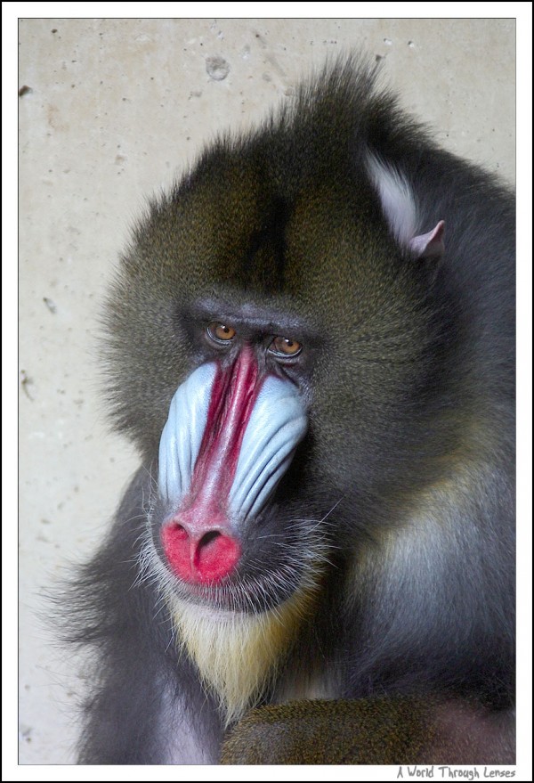 Baboon 