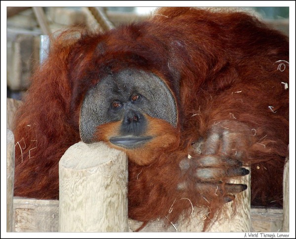 Orangutan 