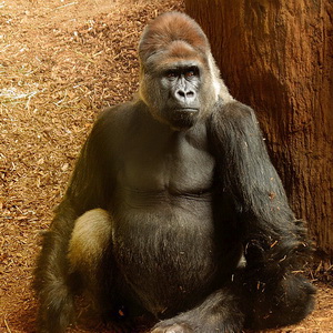 Primates photo collection