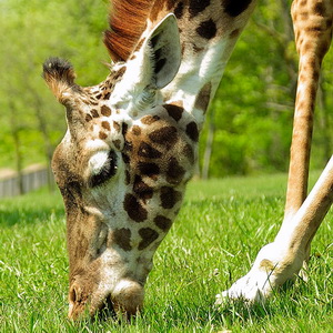 African savanna