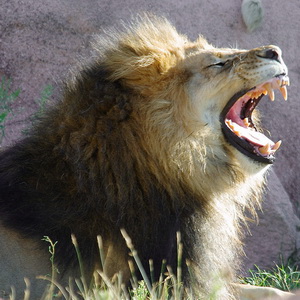 African Lions