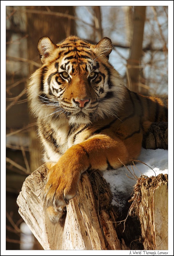 Sumatran tiger