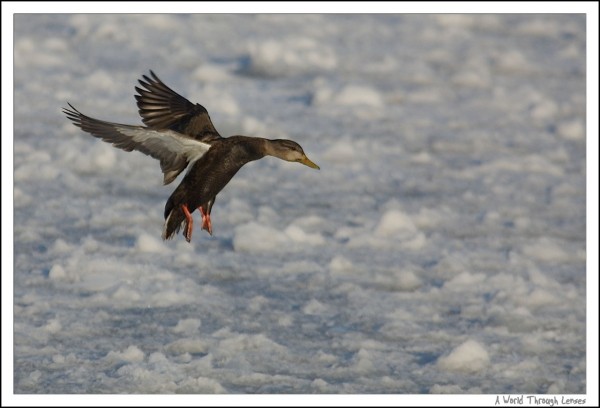 Mallard landing