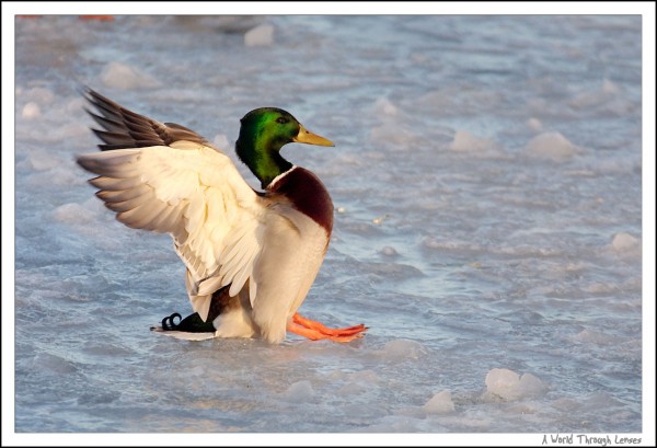 Mallard landing